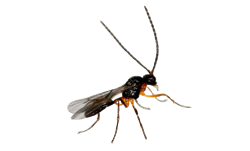 Obrázek kategorie Bioagens